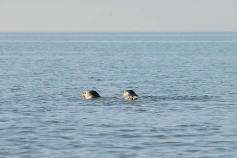 A Seal Stellendam zeehond weergors3