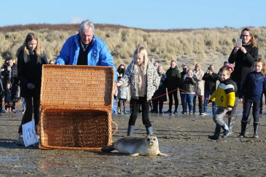 A Seal Stellendam zeehond weergors5